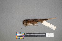 Melospiza georgiana image