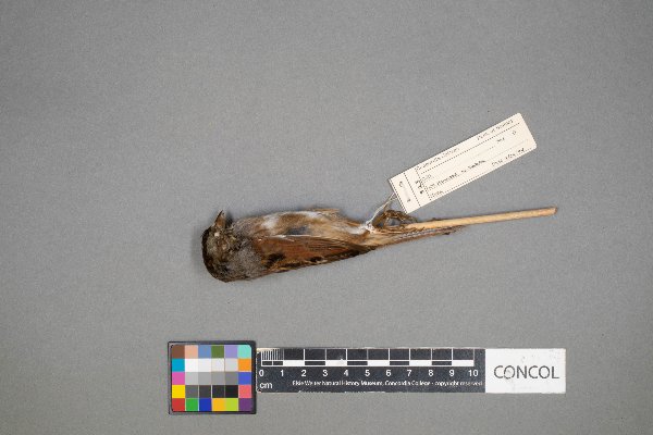 Melospiza georgiana image