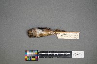 Melospiza georgiana image