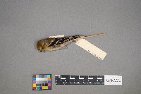 Spinus tristis image