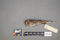 Pooecetes gramineus image