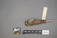 Pooecetes gramineus image