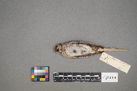 Pooecetes gramineus image