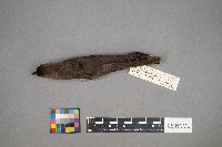 Molothrus ater image