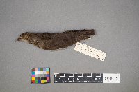 Molothrus ater image