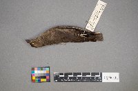 Molothrus ater image