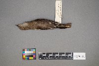 Molothrus ater image