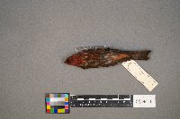 Haemorhous purpureus image