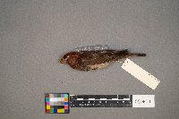 Haemorhous purpureus image