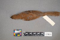 Toxostoma rufum image