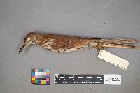 Toxostoma rufum image