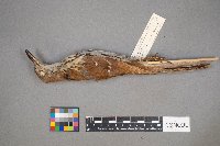 Toxostoma rufum image