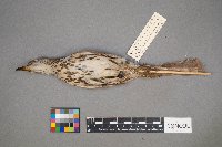 Toxostoma rufum image