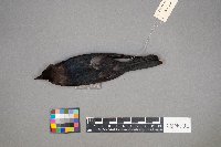 Molothrus ater image