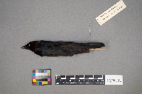 Molothrus ater image