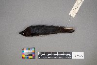 Molothrus ater image