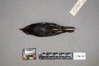 Molothrus ater image