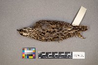 Sturnella neglecta image