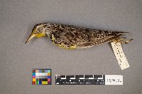 Sturnella neglecta image