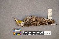 Sturnella neglecta image