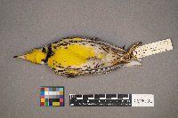 Sturnella neglecta image