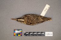 Sturnella neglecta image