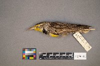 Sturnella neglecta image