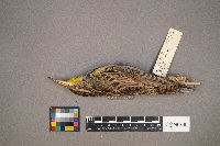 Sturnella neglecta image