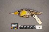 Sturnella neglecta image