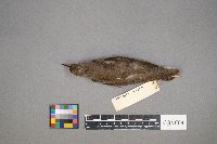 Actitis macularius image