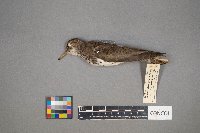 Actitis macularius image