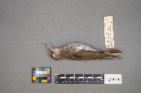 Actitis macularius image