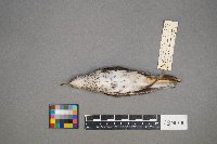 Actitis macularius image