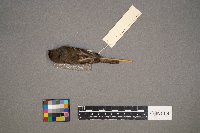 Empidonax minimus image