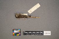 Empidonax minimus image