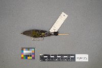 Setophaga coronata image