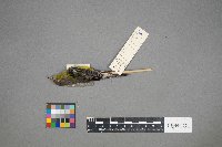 Setophaga coronata image