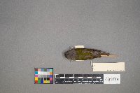 Oreothlypis peregrina image