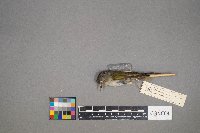 Oreothlypis peregrina image