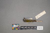 Oreothlypis peregrina image