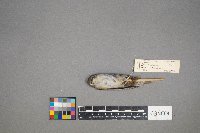 Oreothlypis peregrina image