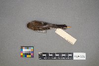 Setophaga coronata image