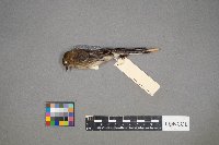 Setophaga coronata image