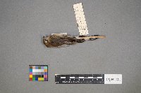 Setophaga coronata image