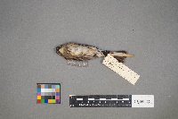 Setophaga coronata image