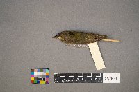 Vireo olivaceus image