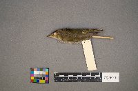 Vireo olivaceus image