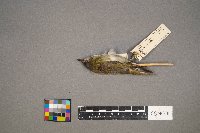 Vireo olivaceus image