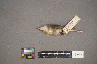 Vireo olivaceus image