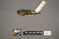 Vireo olivaceus image